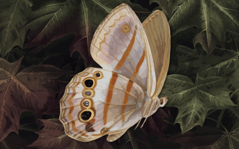 El maleficio de la mariposa